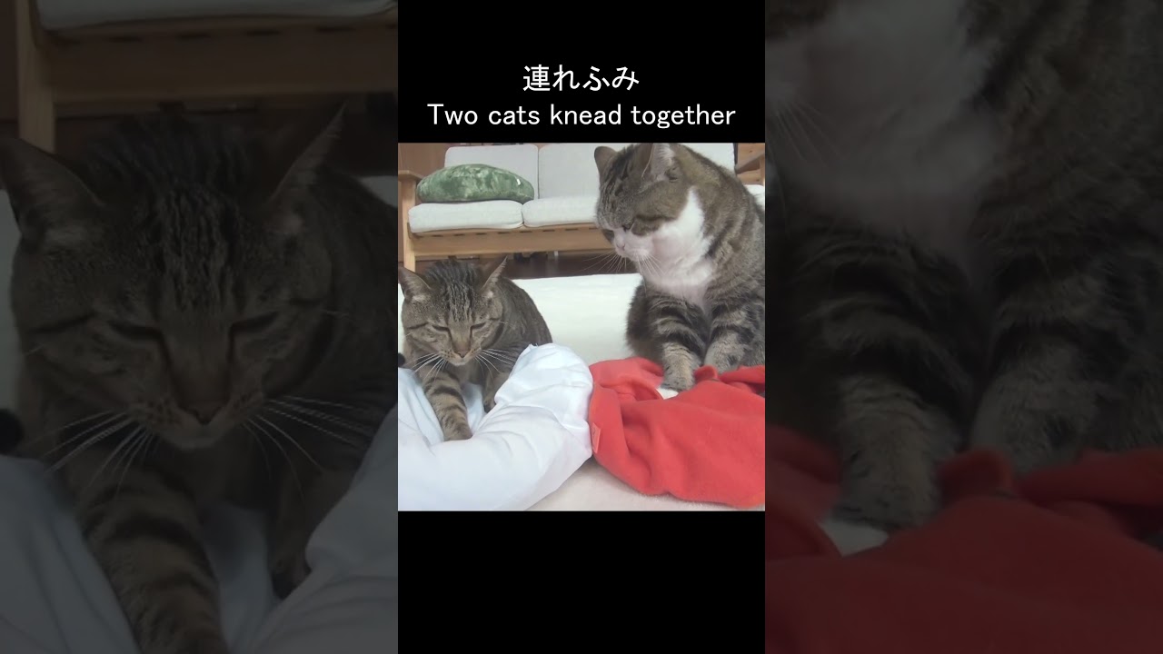 れんまるです まるです18。-I am Maru 18.- - YouTube