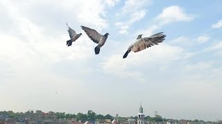 Selected Babay Pigeons Ki Training Shro Hashim Mahmood Pigeons