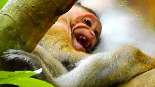 OMG! DANTE MONKEY WAS ATTACKED & SLAPPED SO SERIOUSLY.