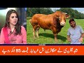 Most Expensive Qurbani Of Pakistani Actors On Eid-ul-Azha 2022- Sabih Sumair Vlogs