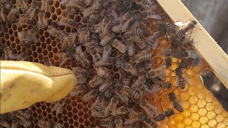 осмотр семейки бакфаст . #пчеловодство #пчёлы #пасека