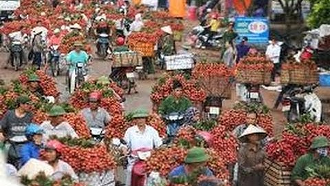 Thương lái Trung Quốc ngừng mua, vải thiều rớt giá thê thảm
