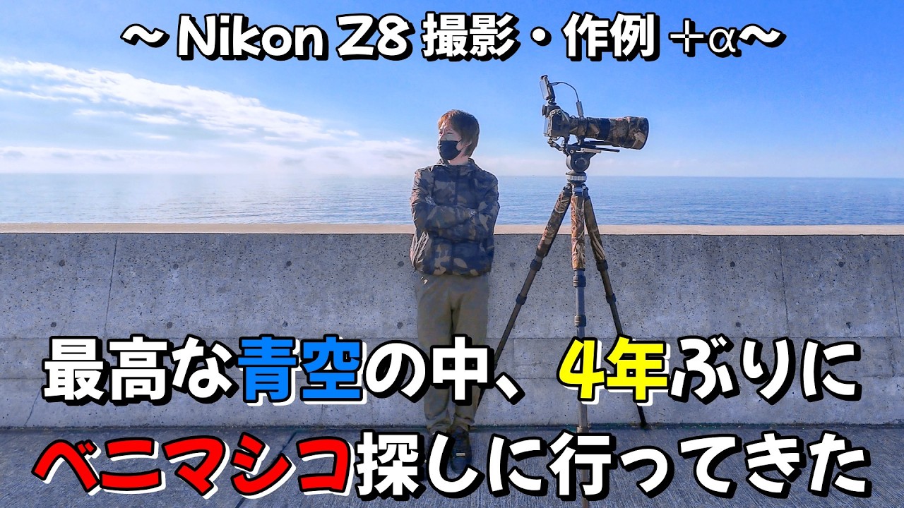 【最高な青空の中ベニマシコを探しに行ってきた】～ Nikon Z8 撮影・作例+α ～ #野鳥撮影 #バードウォッチング #ベニマシコ #ホウジロ #ジョウビタキ #nikon  #z8 #D850