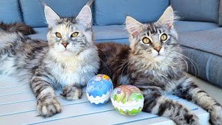 The Easter Bunny Hides Eggs For Kittens Too!