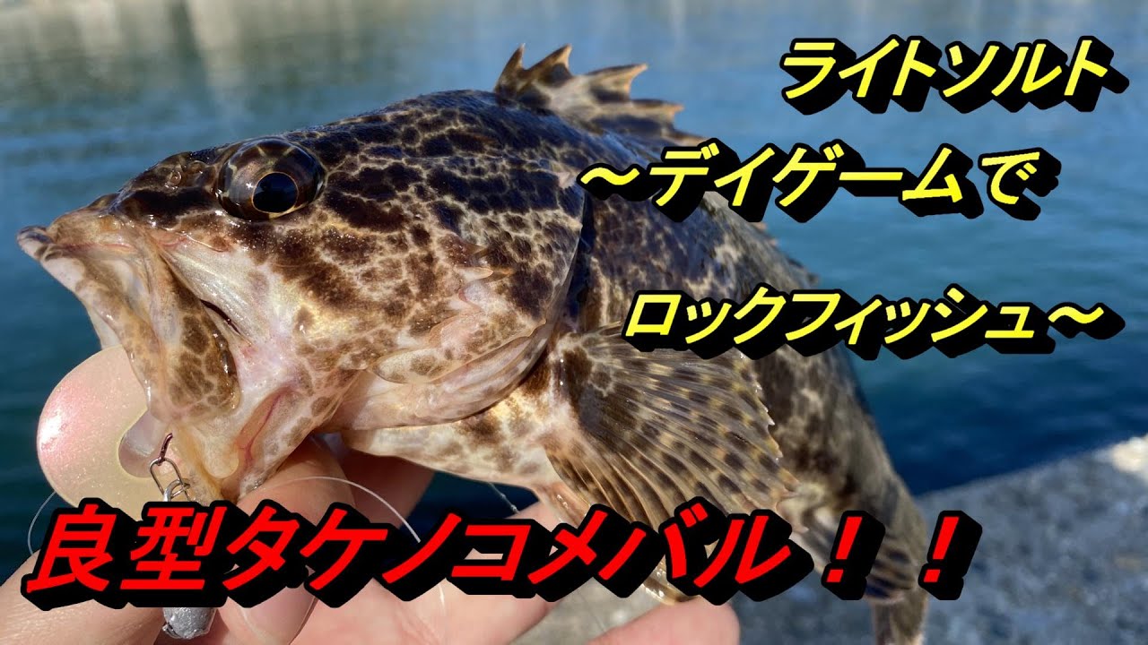 ライトソルト 知多半島 デイでライトロックフィッシュゲーム 良型タケノコメバルをゲット Youtube