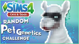 The LipstickWearing Superhero Dog We Need!!  Random Pet Genetics Challenge!!  Experiment #21