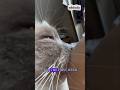 Breastfeeding A Cat Shorts Catlover Animals Funny 