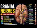 CRANIAL NERVES IN DETAIL 