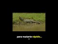 Su potente mordida es más fuerte que la de un león