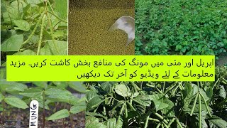 Green Gram Cultivation | Moong Cultivation | Moong ki kasht |  Pulses Cultivation in Pakistan