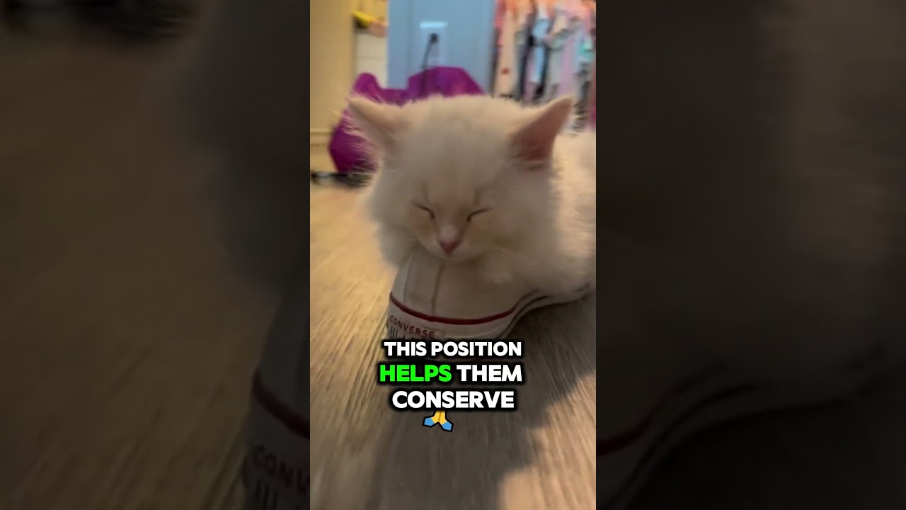 Why Do Cats Sleep in a Loaf Position? The Cozy Truth Revealed! 🍞🐱