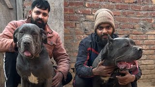 Maxo The Cane Corso Concive Or Not Aston The Cane Corso