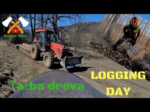 LOGGING DAY, STIHL