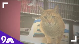 Ace Hardware store cat missing after being catnapped