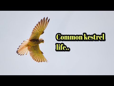 Video: Steppe kestrel: description and distribution of this rare bird