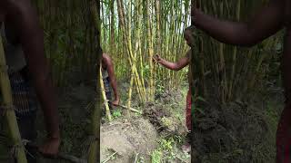 Amazing Sugarcane Cutting Skills | Watch This Incredible Technique