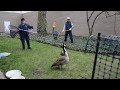 Skokie Animal Control Saves the Day