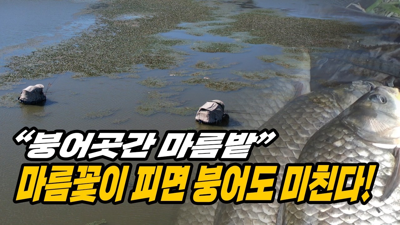 가온[붕어보트낚시]Ver172. 하얀 마름꽃이 보이면 이때부터 붕어는 미친듯이 나옵니다!!!
