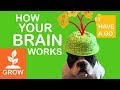 How your brain works for kids  growth mindset and neuroscience for kids  i have a go