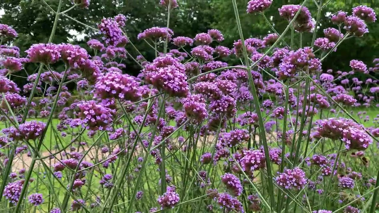 Purpletop vervain | Verbena | Free Footage for MOAH Members