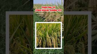 Padi Pmj 01 padiunggul pmj01