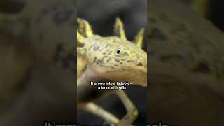 Axolotls Refuse to Grow Up, Hanging on to Their Larval Lifestyle | #DeepLook #Shorts