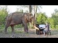 Classical Piano for Powerful Bull Elephant