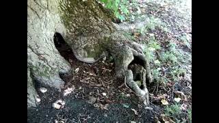 2024. Eko Aləm Ib. Qax R. Qaxbaş Kəndi Gürcü Kilsəsinin Həyəti.