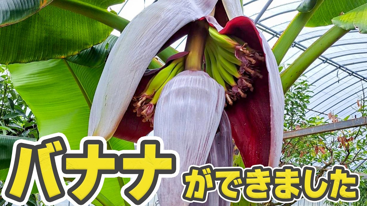 A Second Life Growing Bananas.🍌 