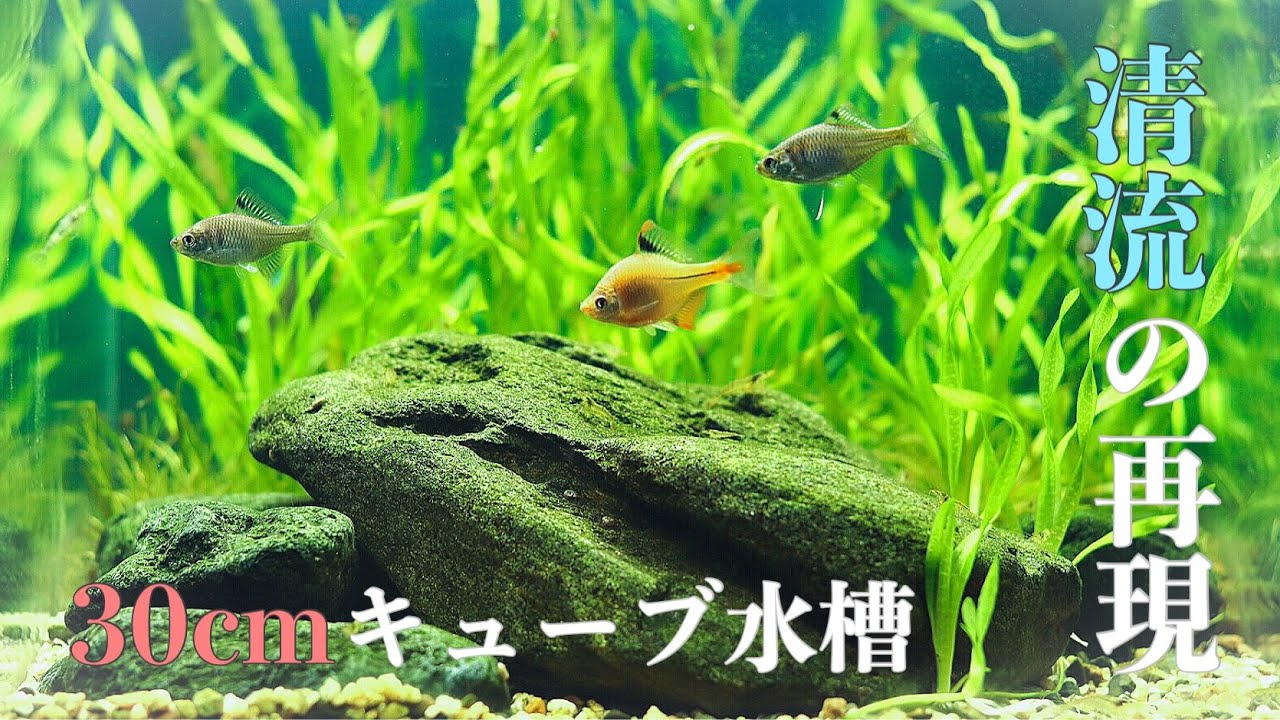 清流】大自然！！水槽で川の中を再現してみた【aquarium】 - YouTube
