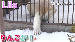 Polar Bear want to take apple　りんご出しちゃった~ララに怒られるリラ