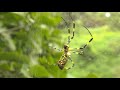 Golden Orb Spiders - South Korea