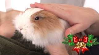 Rescued Bunny Getting Ready For First Proper Christmas