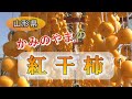【山形県上山市】かみのやまの干し柿「紅干柿」　#干柿 #名産品 #初冬の味覚