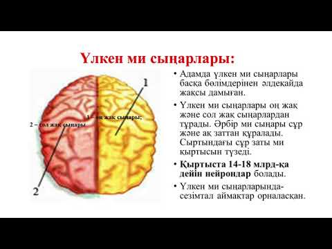 ІІІ тоқсан, Биология, 7 сынып, Жүйке жүйесінің орталық және шеткі бөлімдері. Жұлын. Ми