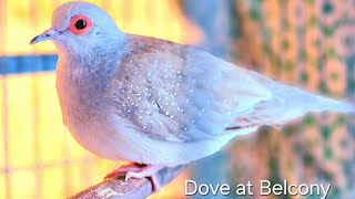 These Adorable Doves Will Change How You Think About Pet Birds