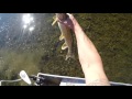 Northern Pike Bowfishing in Alaska