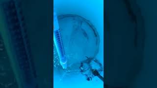 how to make hydroponic formula 5-11-26 nutrients solution with EDDHA 6%