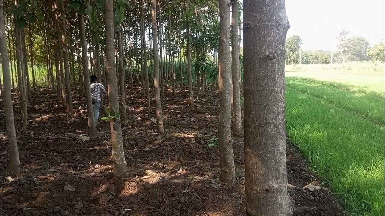 7 Year Old Sagwan Tree L Teakwood Farming YouTube 7-year-old-sagwan-tree-l-teakwood-farming-youtube