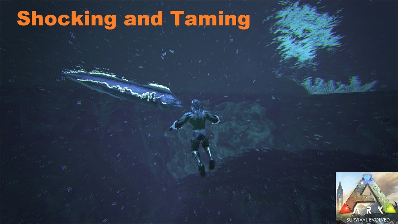 How To Tame a Electrophorus Ark (Electric Eel) YouTube
