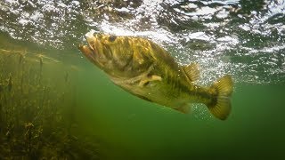 Insane Underwater Footage!! Bass Eating Jerkbaits + Fishing Tips!