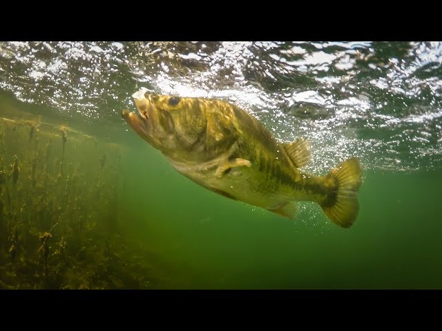 Underwater Footage  Bass Eating Jerkbaits and Swimbaits