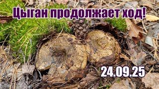 Грибы сентября. Цыган продолжает ход! Выход в лес 24.09.25