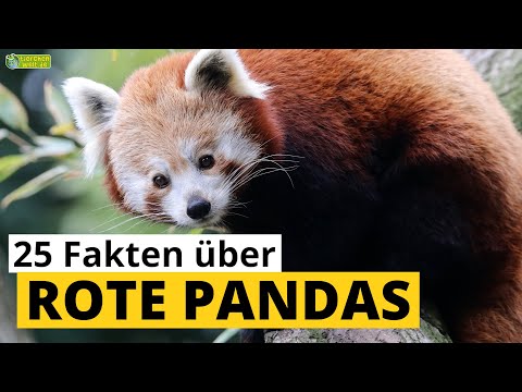 Video: 5 Fakten, die Sie nicht über rote Pandas wissen