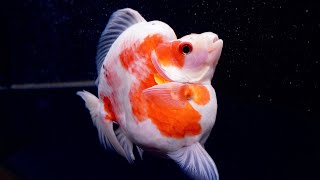 世界最高峰の金魚たちを見て、聞いて、知って欲しい。(勢いで友人が買いました)