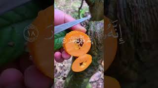 ☝#allahho akbar 🌹#pleasesubscribe#myyoutub#chanal#love❤️