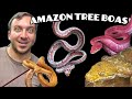 BOAS ARBRES D AMAZONIE LE MEILLEUR BOA ARBRES mp3