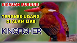 KICAUAN BURUNG TENGKEK UDANG PARUH MERAH, HIDUP BEBAS DI ALAM LIAR