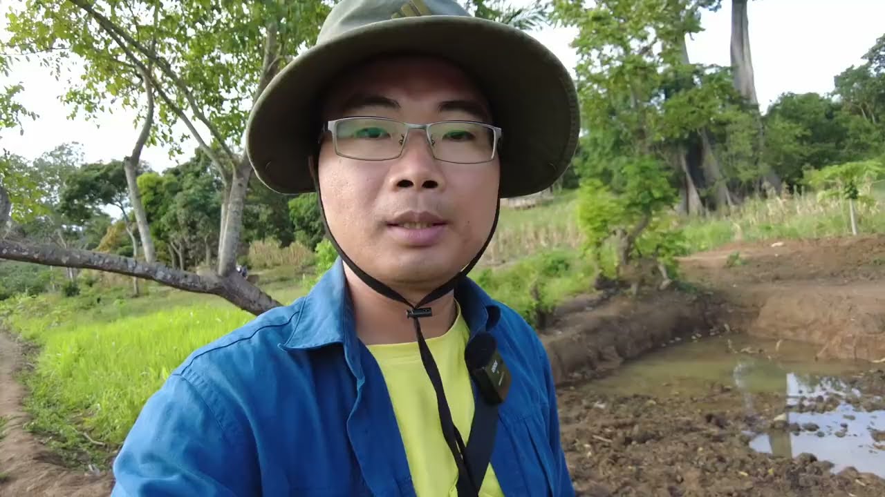 Lúa gặt chưa khô đã tiếp tục cấy lúa Khang Dân|| 2Q Vlogs Cuộc Sống Châu Phi