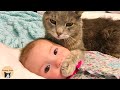 Funny Cat Reaction Videos | Angry Funny Cats | Funny Pets 2021